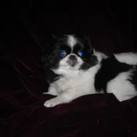 Chin Girl 17, a female Japanese Chin for sale in Daleville, AL – Photo 4 of 5