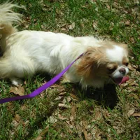 Tiny Chin Girl 4, a female Japanese Chin for sale in Daleville, AL – Photo 1 of 3