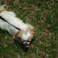 Tiny Chin Girl 4, a female Japanese Chin for sale in Daleville, AL – Photo 2 of 3