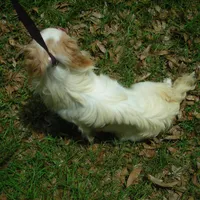 Tiny Chin Girl 4, a female Japanese Chin for sale in Daleville, AL – Photo 3 of 3