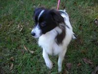 AKC 2, a female Papillon for sale in Daleville, AL – Photo 3 of 7