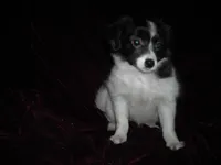 AKC 2, a female Papillon for sale in Daleville, AL – Photo 5 of 7