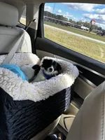 AKC 2, a female Papillon for sale in Daleville, AL – Photo 2 of 7