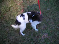 AKC 2, a female Papillon for sale in Daleville, AL – Photo 4 of 7