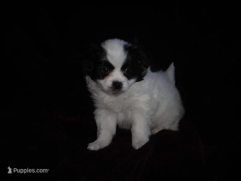 Papi Chin 2 – Papillon puppy for sale in Daleville, AL