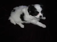 Papi Chin 2, a male Papillon for sale in Daleville, AL – Photo 2 of 2
