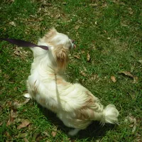 Chin Girl 2, a female Japanese Chin for sale in Daleville, AL – Photo 3 of 4