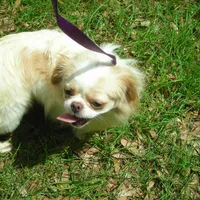 Chin Girl 2, a female Japanese Chin for sale in Daleville, AL – Photo 1 of 4
