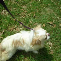 Chin Girl 2, a female Japanese Chin for sale in Daleville, AL – Photo 2 of 4