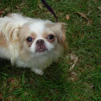 Chin Girl 2, a female Japanese Chin for sale in Daleville, AL – Photo 4 of 4