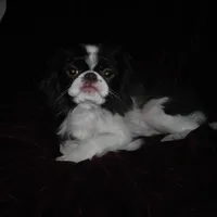Chin Boy 8, a male Japanese Chin for sale in Daleville, AL – Photo 1 of 2