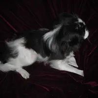 Chin Boy 8, a male Japanese Chin for sale in Daleville, AL – Photo 2 of 2