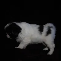 Beauty #2, a female Japanese Chin for sale in Daleville, AL – Photo 2 of 7