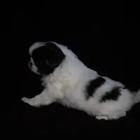 Beauty #2, a female Japanese Chin for sale in Daleville, AL – Photo 1 of 7