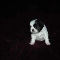 Beauty #2, a female Japanese Chin for sale in Daleville, AL – Photo 5 of 7