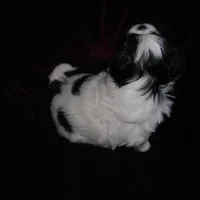 Beauty #2, a female Japanese Chin for sale in Daleville, AL – Photo 3 of 7