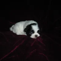 Beauty #2, a female Japanese Chin for sale in Daleville, AL – Photo 4 of 7