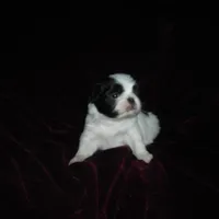 Beauty #2, a female Japanese Chin for sale in Daleville, AL – Photo 7 of 7