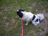 Beauty #2, a female Japanese Chin for sale in Daleville, AL – 2 of 9