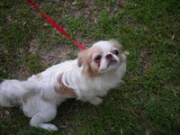 Beauty #1 , a female Japanese Chin for sale in Daleville, AL – 3 of 10