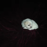 Beauty #1 Tiny, a female Japanese Chin for sale in Daleville, AL – Photo 4 of 8