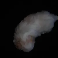 Beauty #1 Tiny, a female Japanese Chin for sale in Daleville, AL – Photo 3 of 8