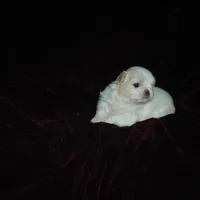 Beauty #1 Tiny, a female Japanese Chin for sale in Daleville, AL – Photo 7 of 8