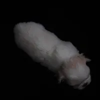 Beauty #1 Tiny, a female Japanese Chin for sale in Daleville, AL – Photo 8 of 8