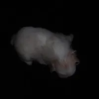 Beauty #1 Tiny, a female Japanese Chin for sale in Daleville, AL – Photo 5 of 8