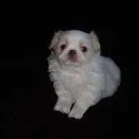 Beauty #1 Tiny, a female Japanese Chin for sale in Daleville, AL – Photo 1 of 8