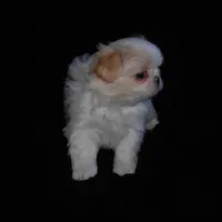 Beauty #1 Tiny, a female Japanese Chin for sale in Daleville, AL – Photo 2 of 8