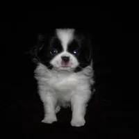 CeCe Boy #1, a male Japanese Chin for sale in Daleville, AL – Photo 5 of 10