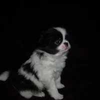 CeCe Boy #1, a male Japanese Chin for sale in Daleville, AL – Photo 7 of 10