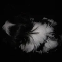 CeCe Boy #1, a male Japanese Chin for sale in Daleville, AL – Photo 8 of 10