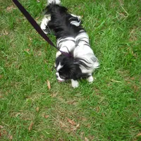 CeCe Boy #1, a male Japanese Chin for sale in Daleville, AL – Photo 2 of 10
