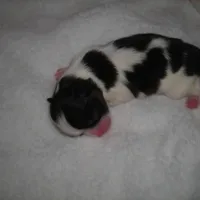 CeCe Boy #1, a male Japanese Chin for sale in Daleville, AL – Photo 9 of 10