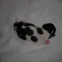 CeCe Boy #1, a male Japanese Chin for sale in Daleville, AL – Photo 10 of 10