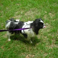 CeCe Boy #1, a male Japanese Chin for sale in Daleville, AL – Photo 1 of 10