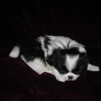 CeCe Boy #1, a male Japanese Chin for sale in Daleville, AL – Photo 6 of 10