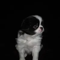 CeCe Boy #1, a male Japanese Chin for sale in Daleville, AL – Photo 4 of 10