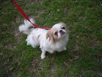Beauty #1 , a female Japanese Chin for sale in Daleville, AL – 4 of 10