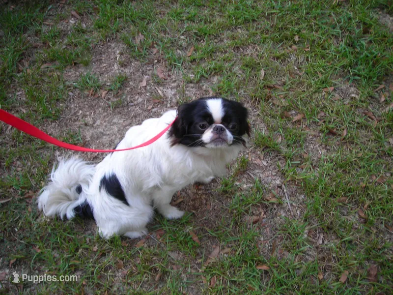 Beauty #2 – Japanese Chin puppy for sale in Daleville, AL