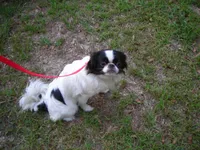 Beauty #2, a female Japanese Chin for sale in Daleville, AL – 1 of 9