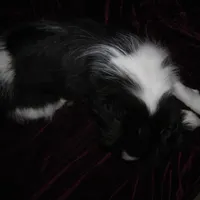 Chin Boy 12, a male Japanese Chin for sale in Daleville, AL – Photo 3 of 3