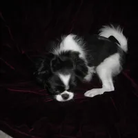 Chin Boy 12, a male Japanese Chin for sale in Daleville, AL – Photo 2 of 3