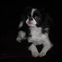 Chin Boy 12, a male Japanese Chin for sale in Daleville, AL – Photo 1 of 3