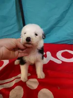 Carl, a male Old English Sheepdog for sale in Chattanooga, TN – Photo 2 of 3