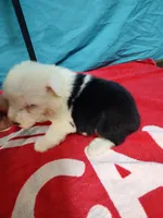 Carl, a male Old English Sheepdog for sale in Chattanooga, TN – Photo 3 of 3