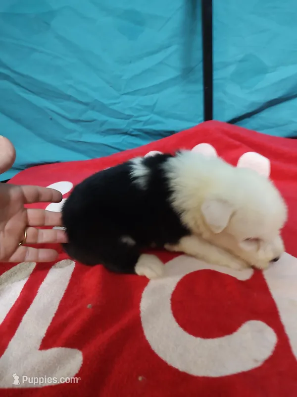 Carl – Old English Sheepdog puppy for sale in Chattanooga, TN