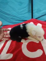 Carl, a male Old English Sheepdog for sale in Chattanooga, TN – Photo 1 of 3